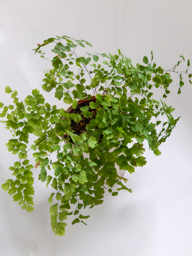 maiden hair fern