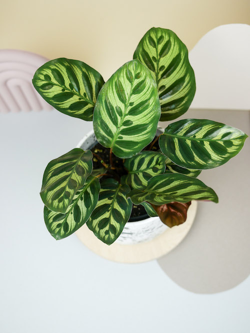 prayer plant