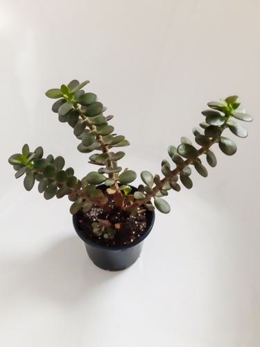 jade plant